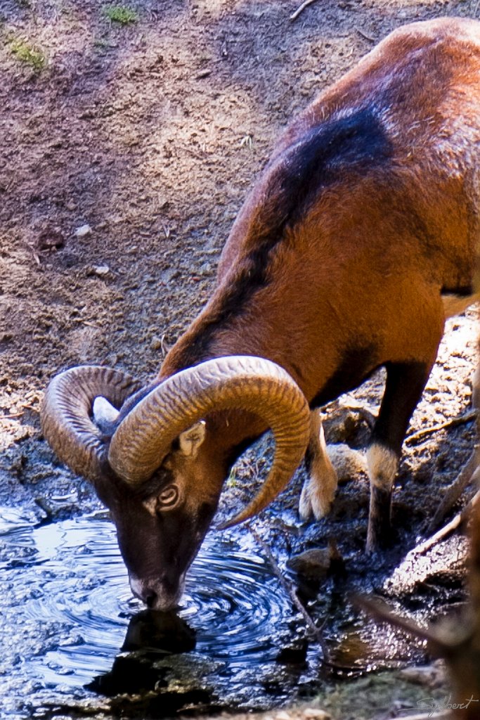 _GIL4158 m.JPG - Mouflon